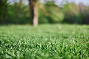 Green leaves of fresh young grass in the sunlight of the sunset sky photo