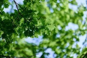 Fresh green leaves of the oak tree against a sunny cloudless sky photo