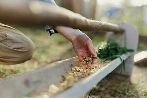 A woman works on a farm and feeds her chickens with healthy food, putting young, organic grass and compound feed into their feeders by hand to feed them photo