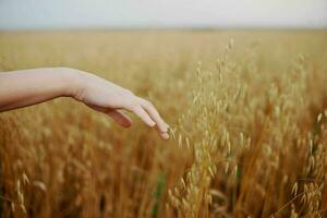 female hand wheat crop agriculture industry fields nature photo