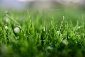Green grass in spring, close-up photo