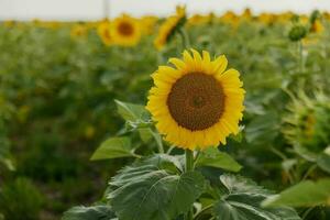 Sunflower field nature against a blue sky plantation unaltered photo