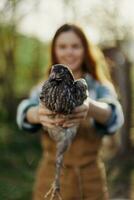 un contento joven mujer sonrisas como ella mira dentro el cámara y sostiene un joven pollo ese pone huevos para su granja en el luz de sol. el concepto de cuidando y sano aves de corral foto