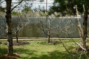 Trees in early spring in the backyard of country house. Blooming fruit trees in organic orchard. Gardening concept photo