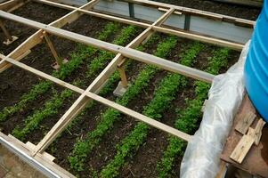 Cultivating herbs in winter and early spring in greenhouse conditions for protecting greeneries from bad weather. photo