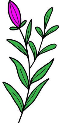 Floral draw vector, outline, illustration, nature, flower, summer