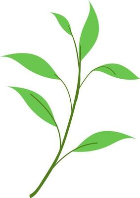 floral vector, outline, illustration, nature, flower, summer