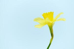 Yellow daffodil flower, narcissus, isolated over blue color background with free advertising space. Springtime concept photo
