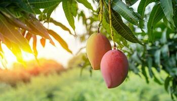 Mango fruit hanging on a tree with a rustic wooden table photo