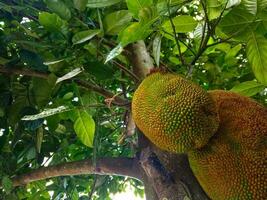 Jack fruits hanging in trees in a tropical fruit garden. Jack tree is a place where jackfruits grow photo