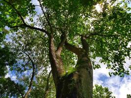 View up to the treetops in a forest. The sun shines through the crooked branches of a majestic green tree. photo