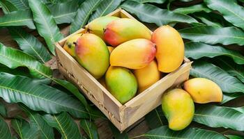 Mango fruit hanging on a tree with a rustic wooden table photo