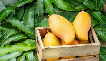 Mango fruit hanging on a tree with a rustic wooden table photo