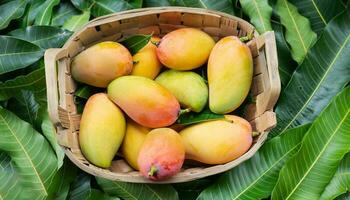 Mango fruit hanging on a tree with a rustic wooden table photo