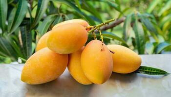 mango Fruta colgando en un árbol con un rústico de madera mesa foto