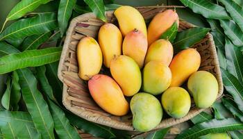 Mango fruit hanging on a tree with a rustic wooden table photo