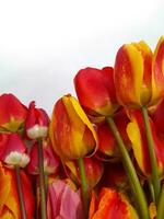 Tulips. Spring tulips on a light background. Background for a greeting card photo