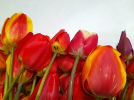 tulipanes primavera tulipanes en un ligero antecedentes. antecedentes para un saludo tarjeta foto