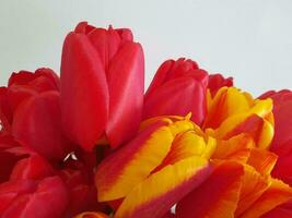 tulipanes primavera tulipanes en un ligero antecedentes. antecedentes para un saludo tarjeta foto