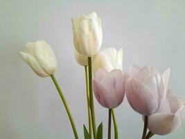 Tulips. Spring tulips on a light background. Background for a greeting card photo