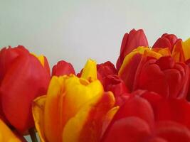 Tulips. Spring tulips on a light background. Background for a greeting card photo