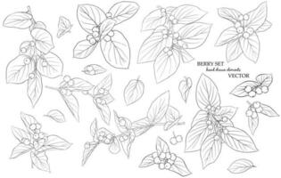 Set of twigs, leaves and berries. Hand-drawn graphics in black and white style. A sketch for drawing. Vector graphics