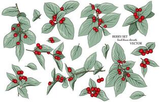 Berry set of twigs and red berries. Drawn elements for decoration, design, decoration, fabrics, textiles, stickers and more. vector