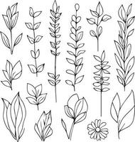 botanical illustration black and white, botanical line drawing leaves, botanical line art. wildflower botanical line art, vintage botanical line drawing, botanical illustration botanical line drawing. vector