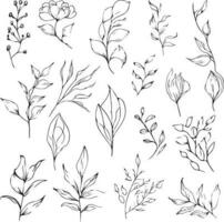 Botanical element, botanical line drawing, vintage botanical coloring pages, botanical elements, botanical flower illustration, botanical illustration black and white, vector