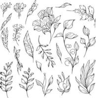 Set of vector hand-drawn botanical leaf, botanical line drawng,  wildflower botanical line art,leafs vector art, Pencil realistic wild flower drawing, ink sketch isolated on white background,