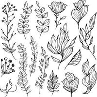 Botancal Doodle flower line art, lovely design. Easy sketch art or botanical illustration, minimilis  botamical leaf drawing, botanical vector art isolated on white background botanical clip art