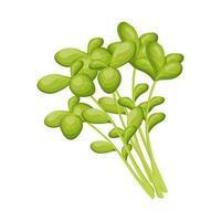 Fresh green leaves of watercress on a white background, food. Botanical illustration. Vector