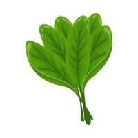 Fresh green leaves of sorrel on a white background, food. Botanical illustration. Vector