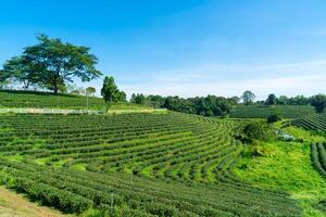 tea plantation on mountain in morning photo