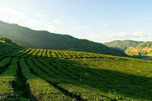 tea plantation and green tea plantation photo