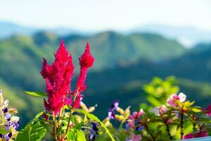 hermosa flor con fondo de colina de montaña foto