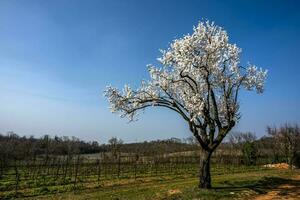 2023 03 05 Lonigo flowering tree 3 photo