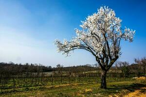 2023 03 05 Lonigo flowering tree photo