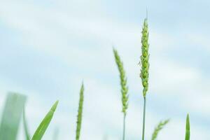 Green wheat close-up against the sky. photo