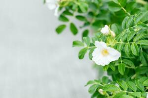 white jasmine flower close-up on the street. Blooming jasmine bush photo