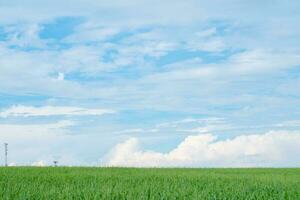 Green meadow with blue sky and fluffy clouds on the horizon photo