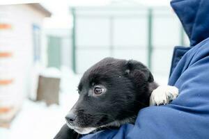 black puppy with frightened eyes in the hands of a man. Abandoned and street dogs photo