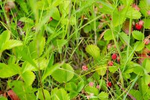 harvest of wild strawberries top view. Useful and natural berry grows in the forest photo