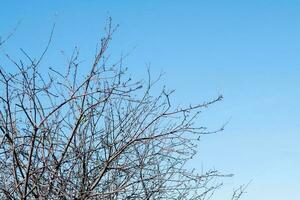 Cereza árbol ramas en contra el cielo, Copiar espacio foto