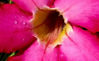 Beautiful close up of pink flower Pink allamanda or Allamanda blanchetii A DC, or Apocynaceae or kembang sepatu photo