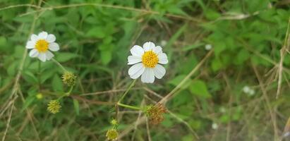 hermosa margarita flores con verde follaje o Bellis perennis yo, o compositae floreciente en el parque durante luz de sol de verano día foto