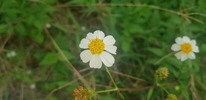 Beautiful Daisy flowers with green foliage or Bellis perennis L, or Compositae blooming in the park during sunlight of summer day photo