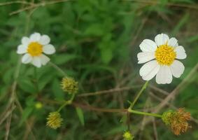 hermosa margarita flores con verde follaje o Bellis perennis yo, o compositae floreciente en el parque durante luz de sol de verano día foto