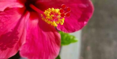 Beautiful close up of pink flower Pink allamanda or Allamanda blanchetii A DC, or Apocynaceae or kembang sepatu photo