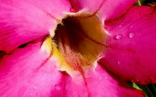 Beautiful close up of pink flower Pink allamanda or Allamanda blanchetii A DC, or Apocynaceae or kembang sepatu photo